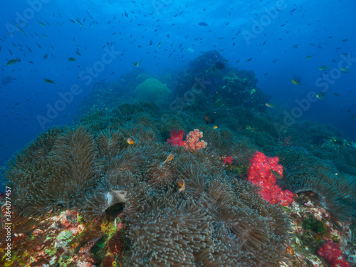 Sea anemone garden with soft corals