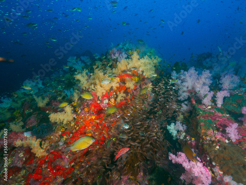 Fototapeta Naklejka Na Ścianę i Meble -  Coral bommie with school of Glassfish