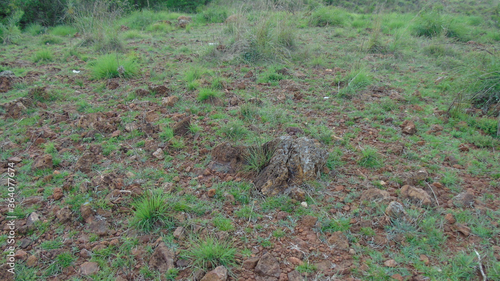 Obraz premium squirrel on the ground