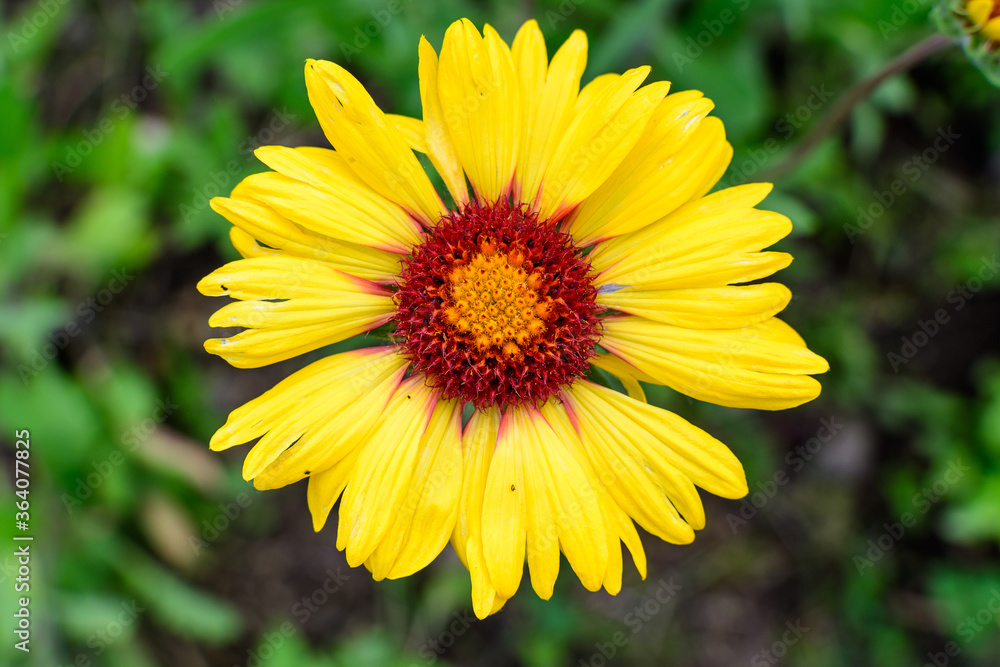 Top view of one vivid yellow and red Gaillardia flower, common name blanket flower,  and blurred green leaves in soft focus, in a garden in a sunny summer day, beautiful outdoor floral background.
