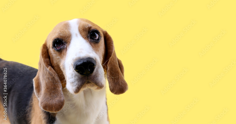 beagle dog on yellow background in studio With copy space.