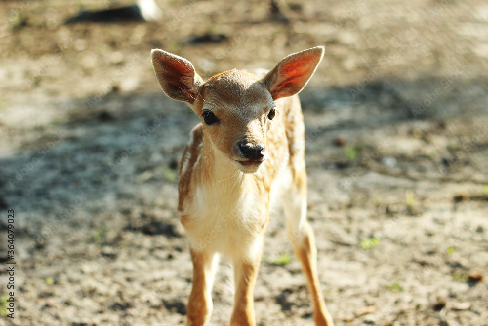 Fototapeta premium roe deer in the wild