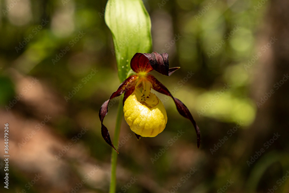 Fototapeta premium Storczyk pantofelkowy (Cypripedium calceolus)