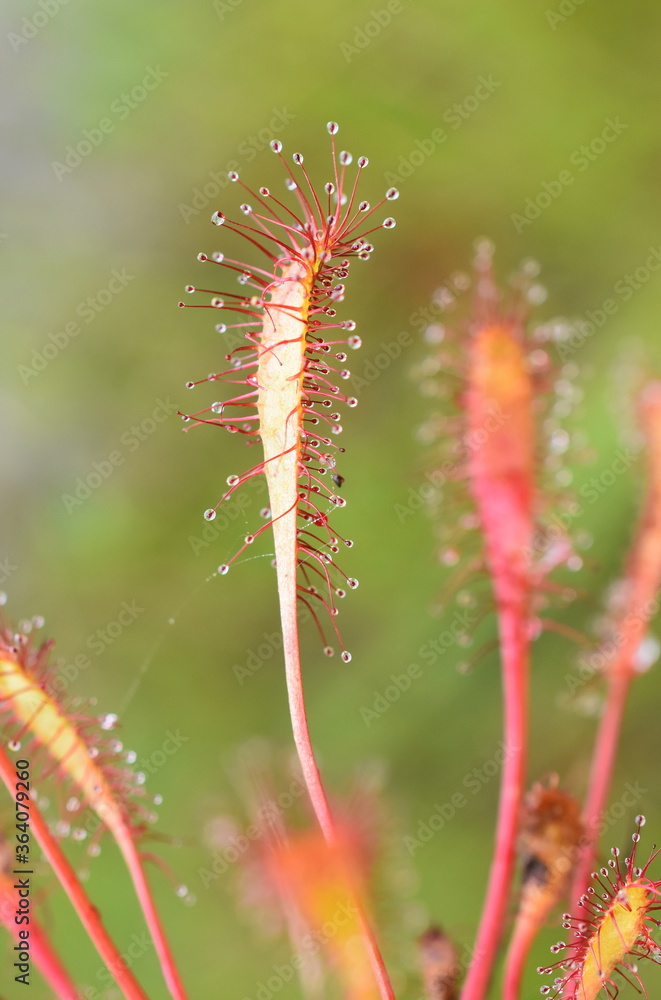The sticky leaves of a Drosera anglica great sundew plant The sticky leaves of a Drosera anglica great sundew plant
