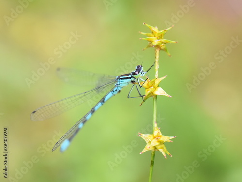 Eurasian bluet coenagrion blue damselfly in vegetation