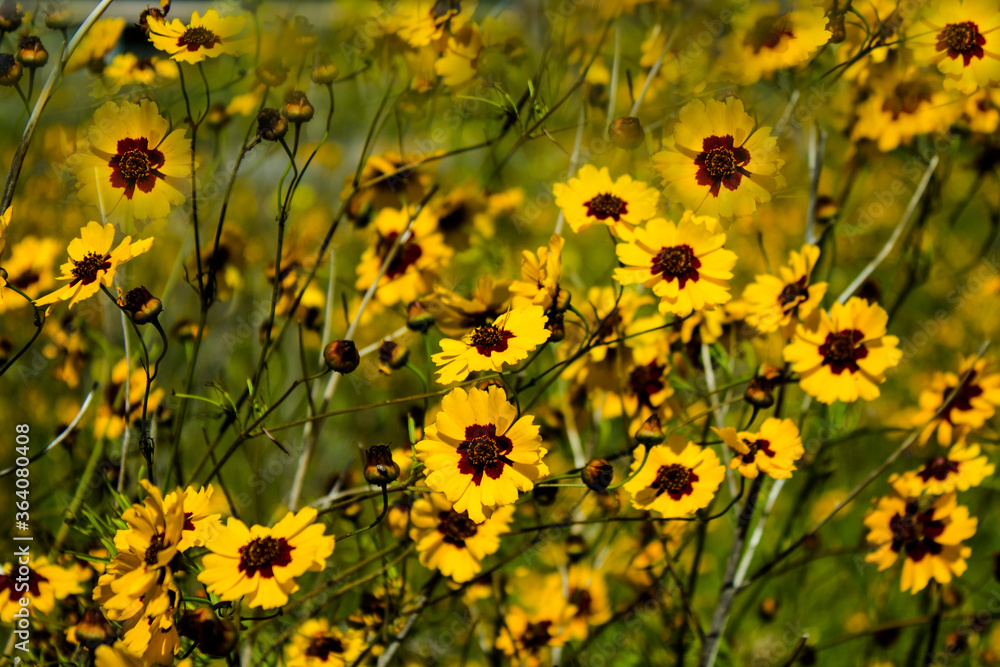 Obraz premium field of yellow flowers
