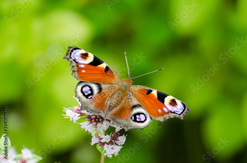 peacock eye butterfly sucks nectar on thyme, sunny day