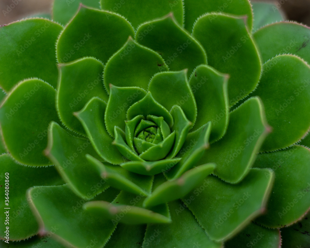 Obraz premium Echeveria succulent flowering plants