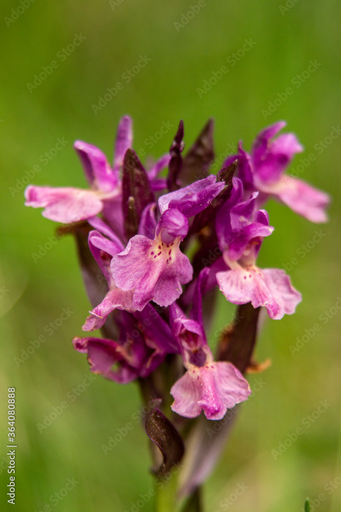 Elder-flowered Orchid (Dactylorhiza sambucina) in natural habitat Elder-flowered Orchid (Dactylorhiza sambucina) in natural habitat