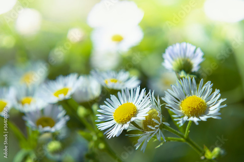  White camomiles on blurry background with bokeh effect. © Anatoliy