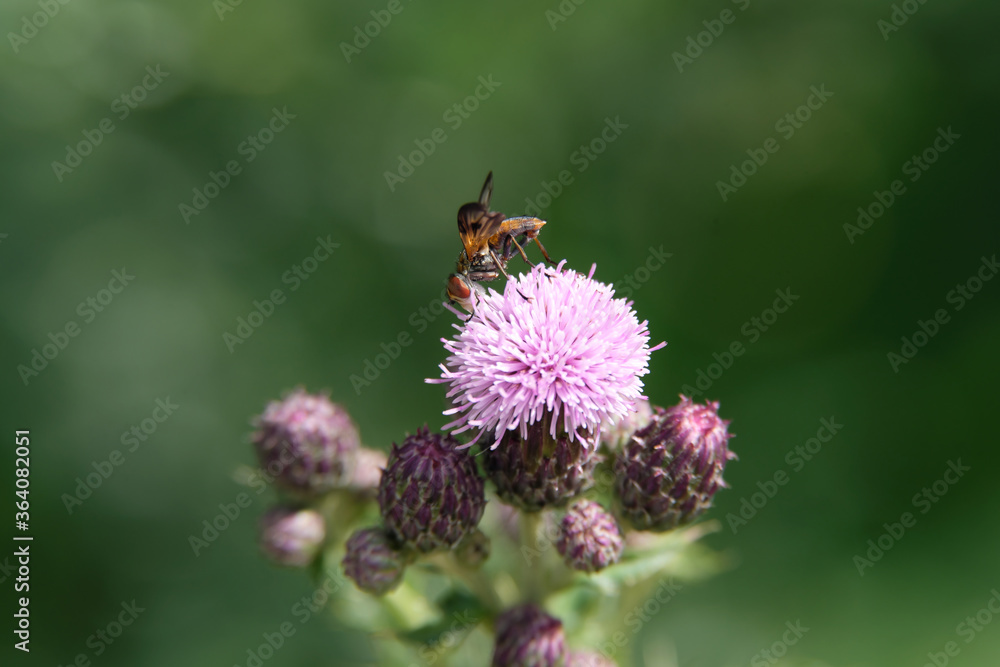 Goldschildfliege auf Distelblüte im Sommer 2020 im Westerwald in Rheinland-Pfalz - Stockfoto Goldschildfliege auf Distelblüte im Sommer 2020 im Westerwald in Rheinland-Pfalz - Stockfoto