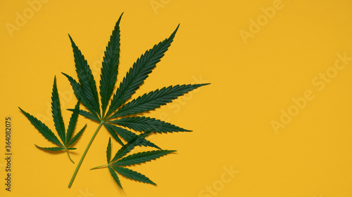 Top view of the green leaves of the cannabis plant cannabis on a yellow background