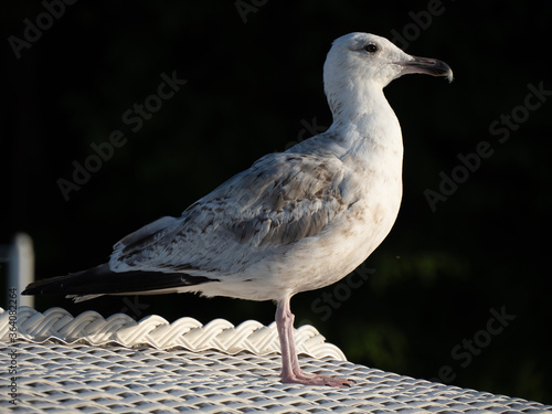 Möwe auf Strandkorb