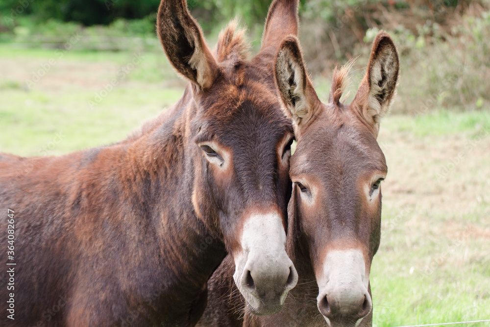 two brown donkeys who love each other, green background, summer time two brown donkeys who love each other, green background, summer time