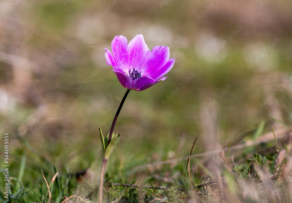 Fototapeta premium Wild Anemone pavonina