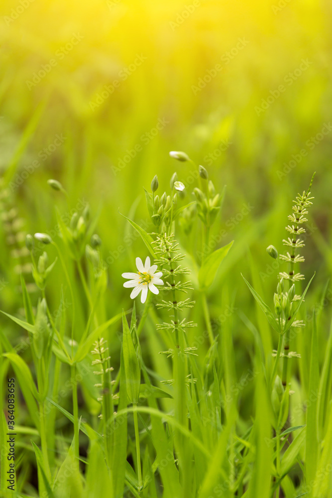 Nature Background with fresh green grass and flowers in field meadow in sunlight with beautiful bokeh effect Nature Background with fresh green grass and flowers in field meadow in sunlight with beautiful bokeh effect