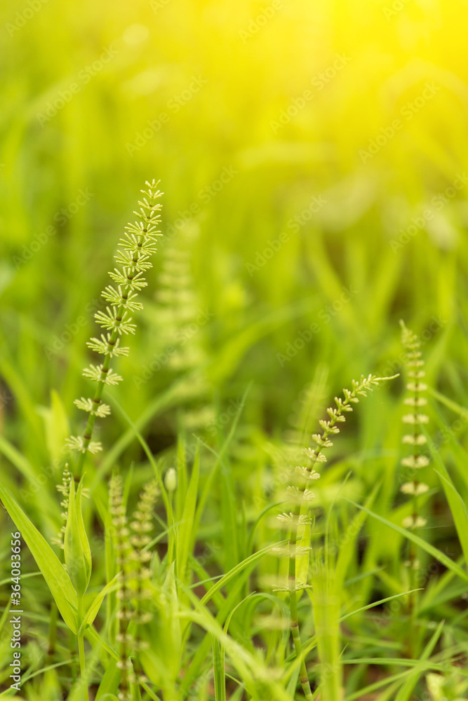 Nature Background with fresh green grass and plants in sunlight with beautiful bokeh effect Nature Background with fresh green grass and plants in sunlight with beautiful bokeh effect