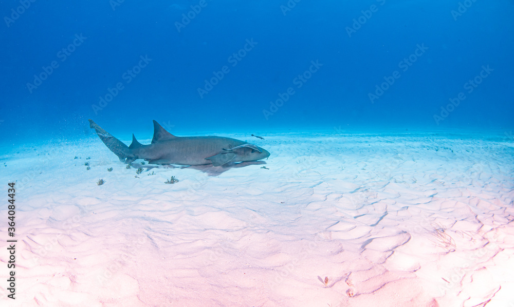 Fototapeta premium Nurse shark at the Bahamas