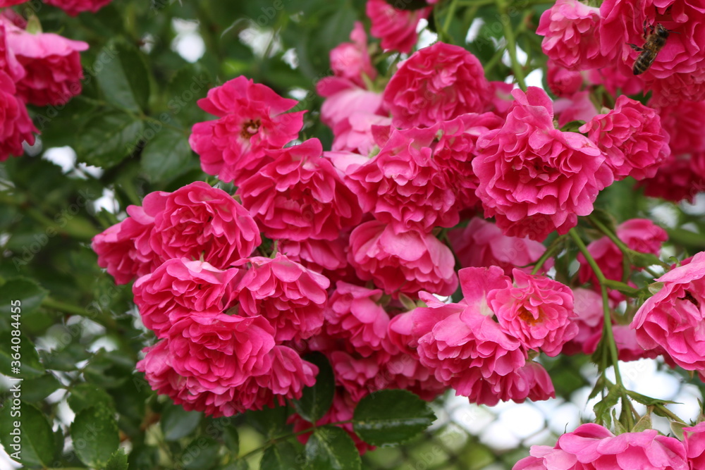 Bright pink little roses bloom on a garden fence in summer
Bright pink little roses bloom on a garden fence in summer