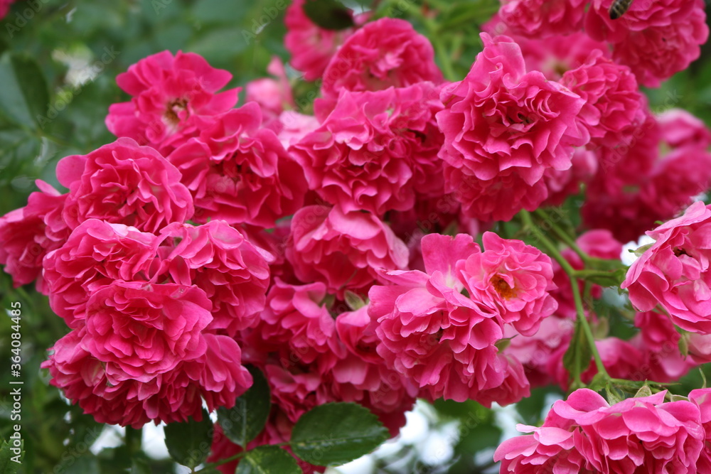 
Bright pink little roses bloom on a garden fence in summer