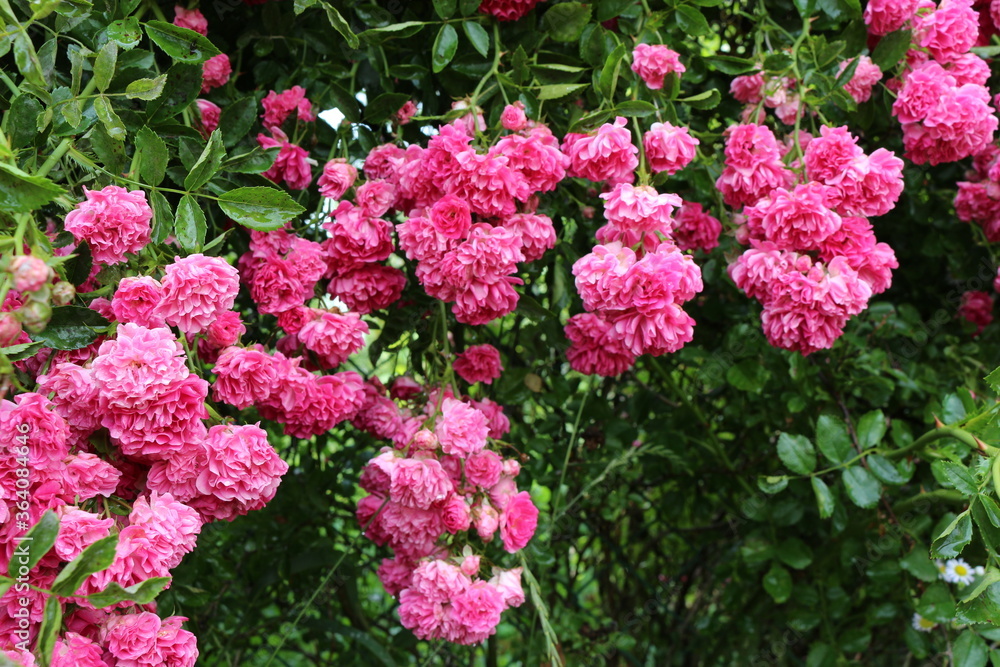 Bright pink little roses bloom on a garden fence in summer
Bright pink little roses bloom on a garden fence in summer