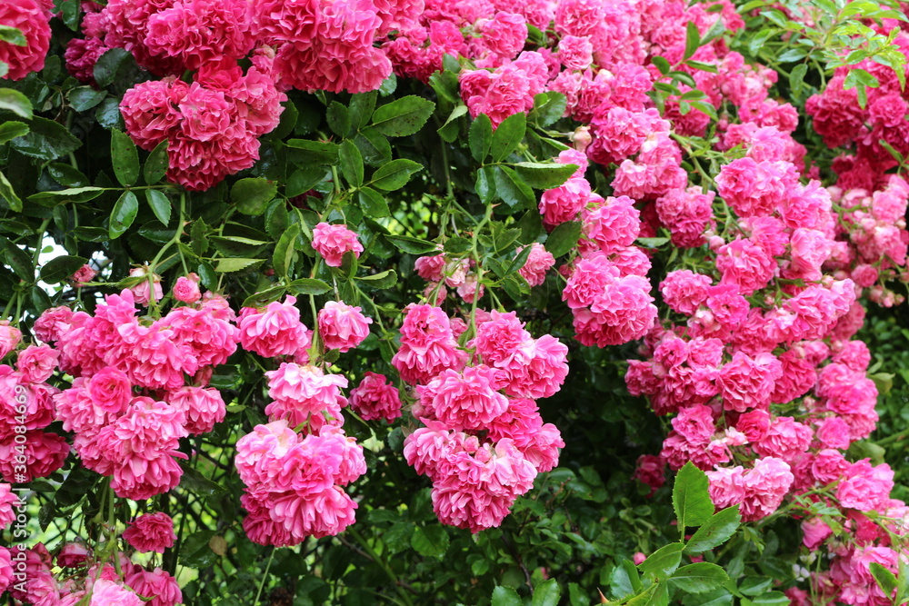 Bright pink little roses bloom on a garden fence in summer
Bright pink little roses bloom on a garden fence in summer