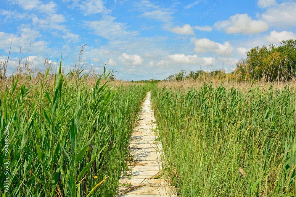 A wooden boardwalk in the wetlands of Isola Della Cona in Friuli-Venezia Giulia, north east Italy
A wooden boardwalk in the wetlands of Isola Della Cona in Friuli-Venezia Giulia, north east Italy