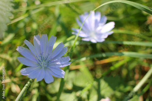 Close-up of purple chicory flowers. Medicinal herb on the summer meadow.  