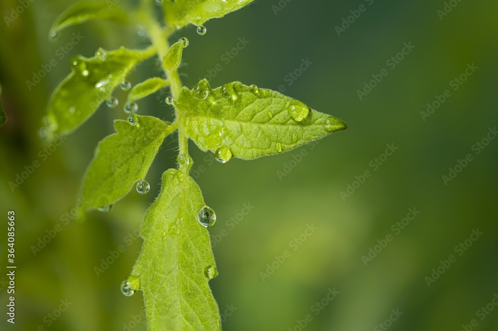 Gorgeous close up macro view of leaf of green tomatoes with morning dew drops in greenhouse. Beautiful green nature backgrounds. Gorgeous close up macro view of leaf of green tomatoes with morning dew drops in greenhouse. Beautiful green nature backgrounds.