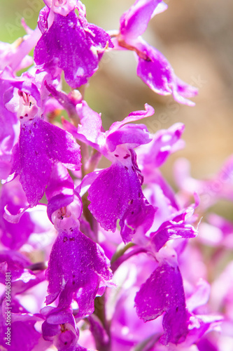 Pine forest Orchid (Orchis pinetorum) photo