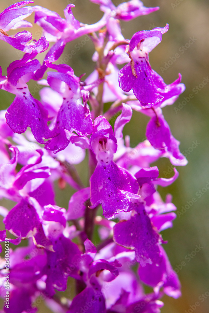 Pine forest Orchid (Orchis pinetorum) Pine forest Orchid (Orchis pinetorum)