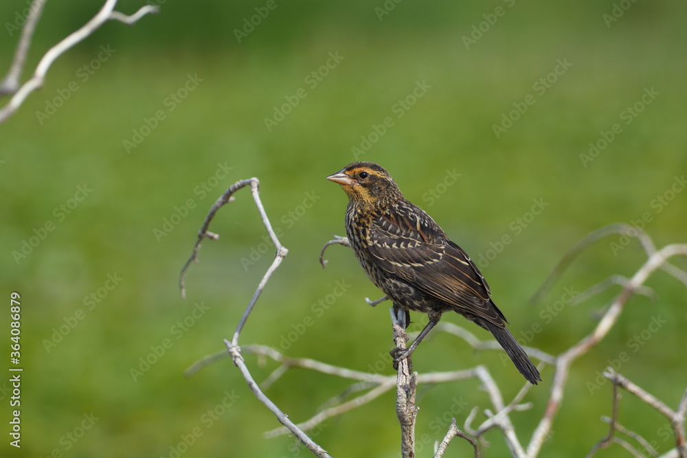 Red-winged Blackbird perched on a branch Red-winged Blackbird perched on a branch