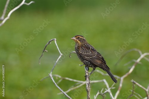 Red-winged Blackbird perched on a branch