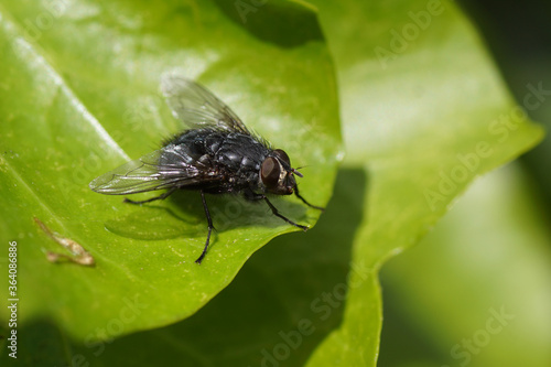 Close up blue blow fly, blue bottle fly Calliphora vicina, family blow flies (Calliphoridae) on a young ivy leaf in a Dutch garden. Spring, Netherlands, May 1.  © Thijs de Graaf