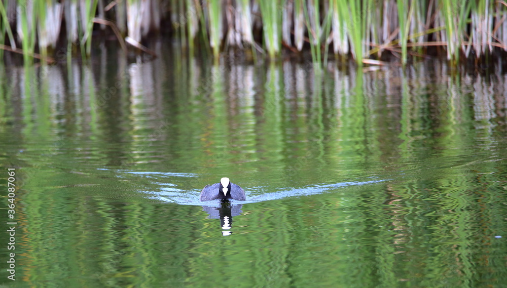 Eurasian coot called Common coot also, Fulica astra in Latin, in water Eurasian coot called Common coot also, Fulica astra in Latin, in water