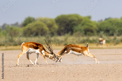 Photography Two male blackbuck fighting in an open field Antilope fighting with full force f