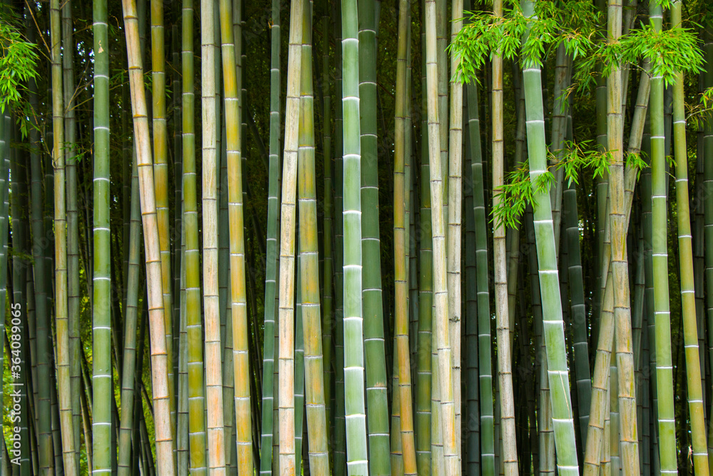 Wallpaper and background of nature, bamoock trees. Wallpaper and background of nature, bamoock trees.