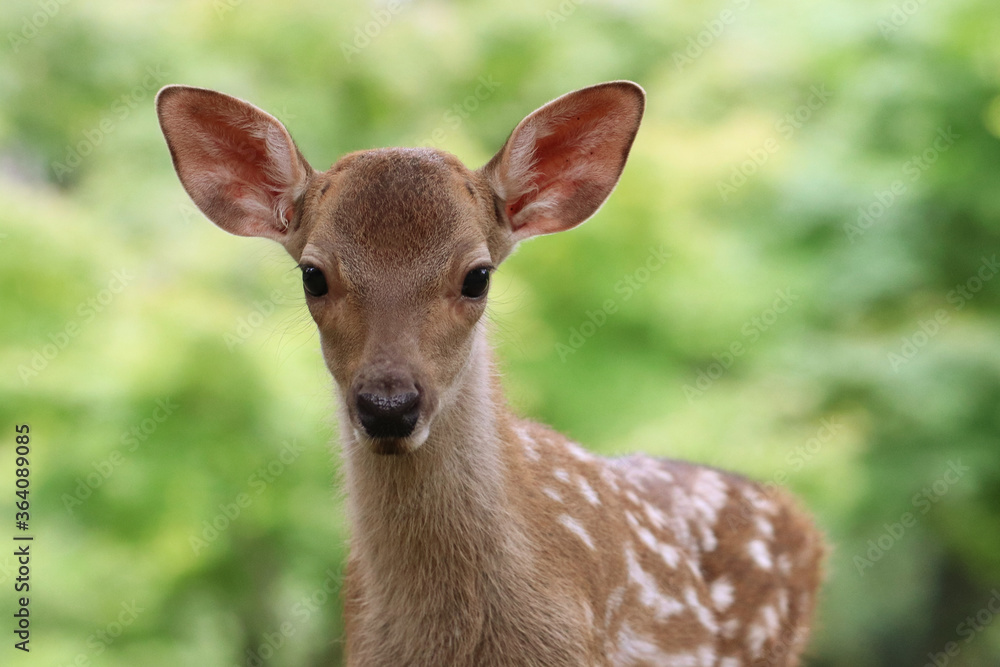 Fawn portrait Fawn portrait