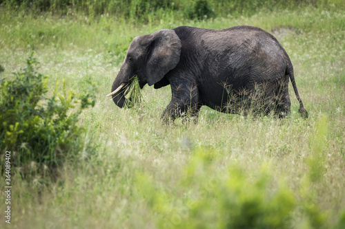 Photography Beautiful elephants during safari in Tarangire National Park, Tanzania