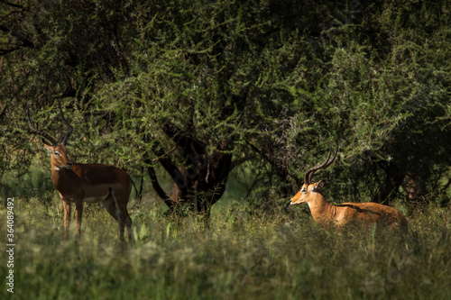 Closeup of Impala image taken on Safari located in the Tarangire, National park, Tanzania. © danmir12