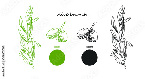 Olive branch and fruits in two primary colors. Olive color. Vector illustration. Freehand drawing. 