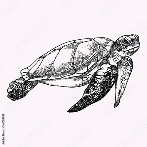 tattoo and t-shirt design black and white hand drawn sea turtle premium vector