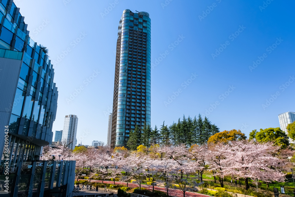 Obraz premium 六本木 東京ミッドタウンの桜