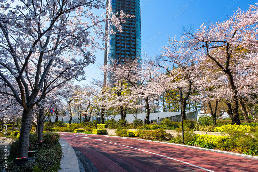 六本木 東京ミッドタウンの桜