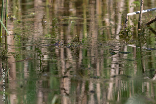 A frog on the surface of a pond among reeds. The frog s head and eyes can be seen.