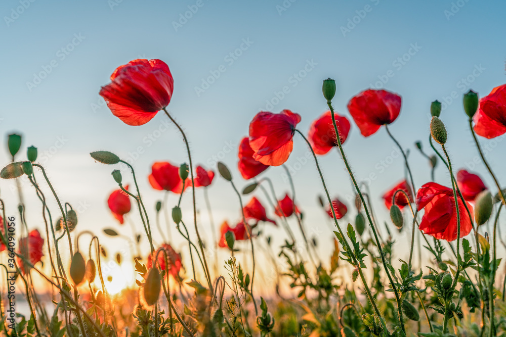 Red poppies with the sun setting behind Red poppies with the sun setting behind