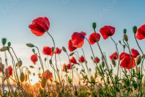 Red poppies with the sun setting behind