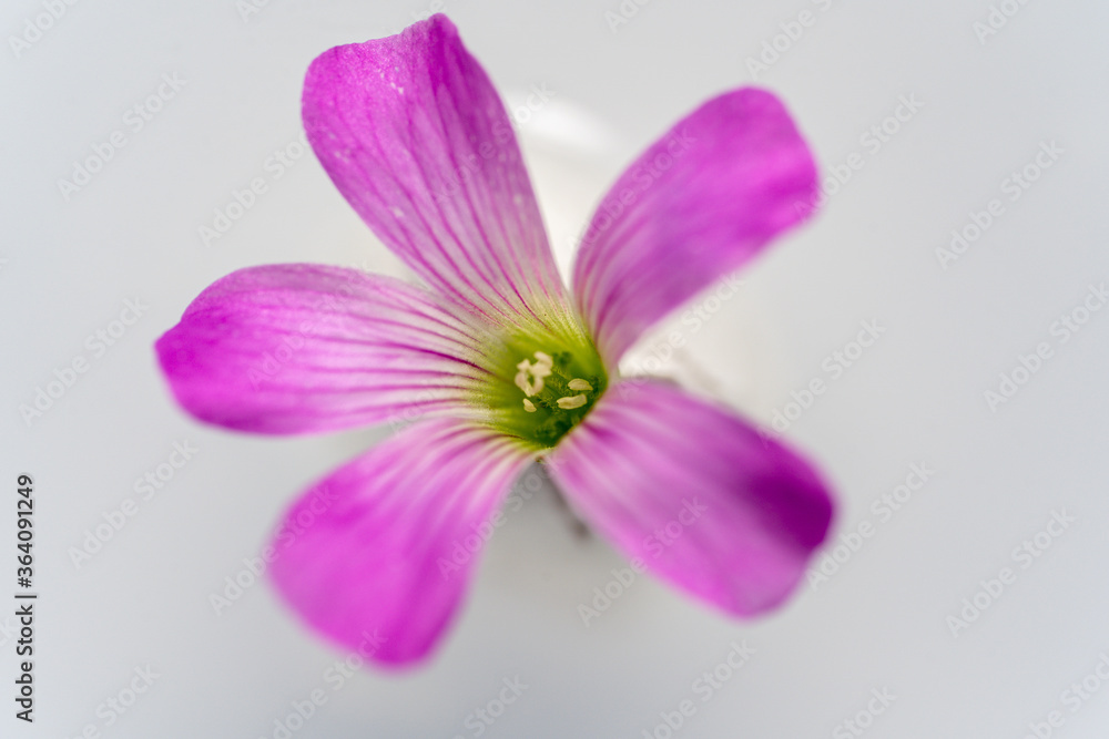 Fototapeta premium ムラサキの花