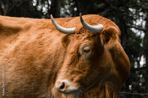 close-up view of a red-brown cow grazing on an Azores pasture among trees and bushesv