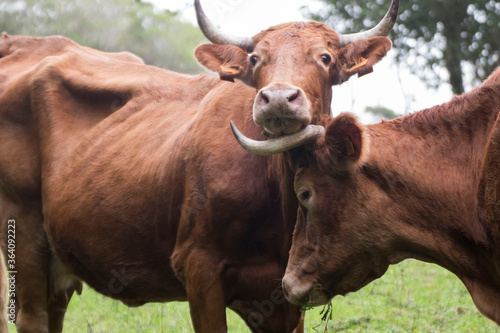 close-up view of a red-brown cow grazing on an Azores pasture among trees and bushesv © Veronika